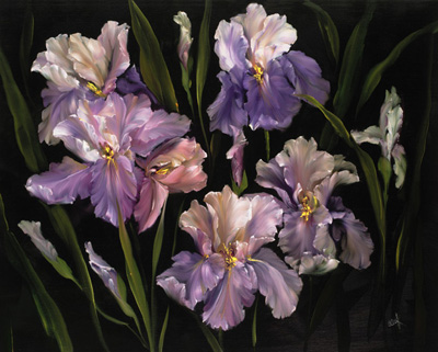 Collection of Irises<br/>Carolyn Cook