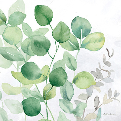 Eucalyptus Leaves II<br/>Cynthia Coulter