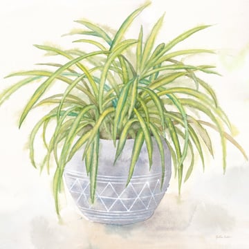 Houseplant II-Spider Plant <br/> Cynthia Coulter
