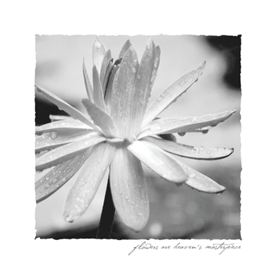 Single White Flower <br/> Denise Romita