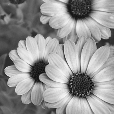 Beautiful Blooms IV<br/>Denise Romita