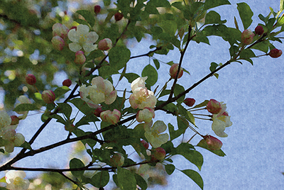 Blossom Branch <br/> Denise Romita