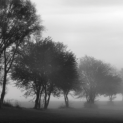 Fog through the Trees I <br/> Denise Romita