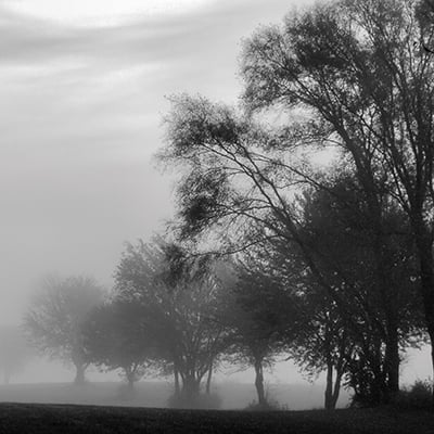 Fog through the Trees II <br/> Denise Romita