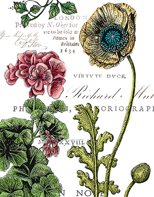 Botanical Postcard Color III<br/>Marie Elaine Cusson