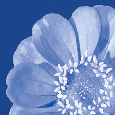 Flower Pop blue I <br/> Marie Elaine Cusson