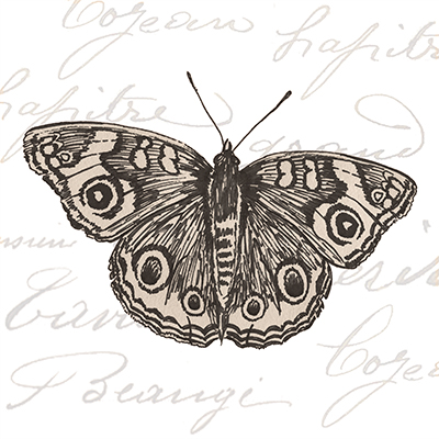 Butterfly Script I <br/> Nikita Coulombe
