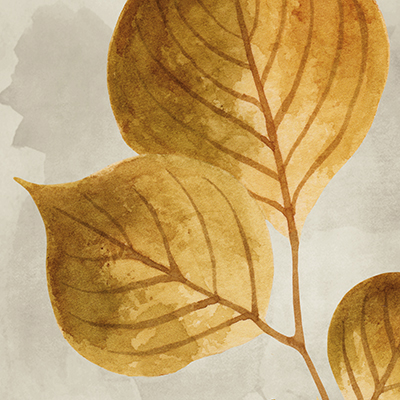 Leaves of Gold I <br/> Nikita Coulombe