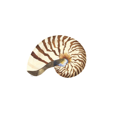 Oceanum Shells white III-Nautilus<br/>Tara Reed
