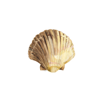 Oceanum Shells white V-Scallop<br/>Tara Reed
