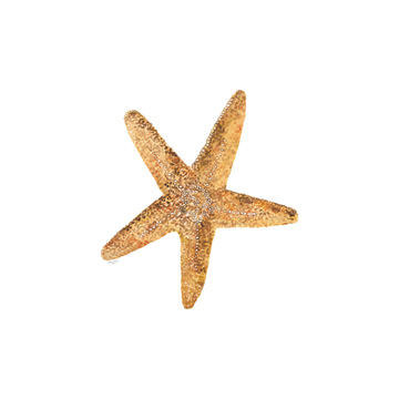 Oceanum Shells white VI-Sea Star<br/>Tara Reed