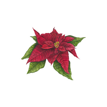 Home for the Holidays icon X-Poinsetta 1<br/>Tara Reed