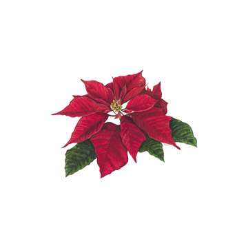 Home for the Holidays icon XI-Poinsetta 2<br/>Tara Reed