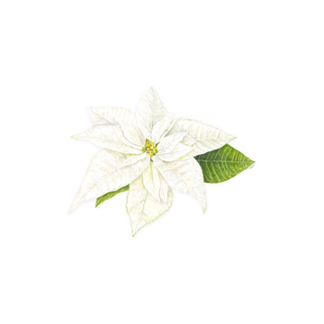 Home for the Holidays icon XIII-White Poinsetta 1<br/>Tara Reed