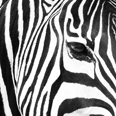 Zebra Up Close<br/>Susan Michal