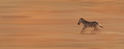 Zebra Running <br/> Susan Michal