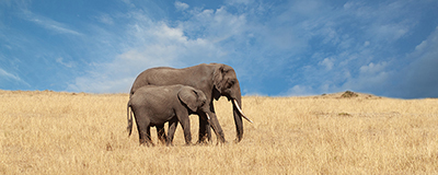 Elephant and her Calf<br/>Susan Michal