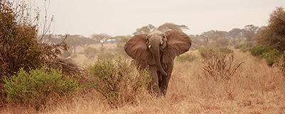 Elephant in the Savannah <br/> Susan Michal