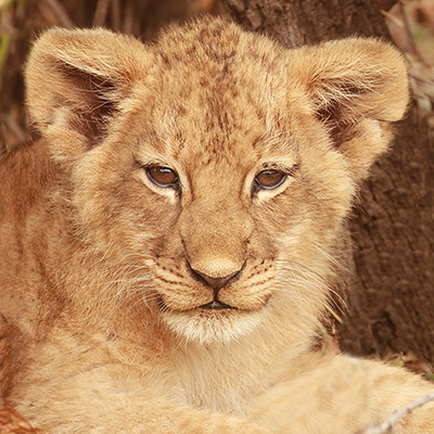 Lion Cub <br/> Susan Michal