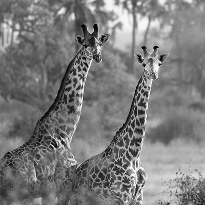 A Pair of Giraffes<br/>Susan Michal