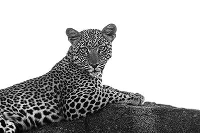 Leopard in Black and White <br/> Susan Michal