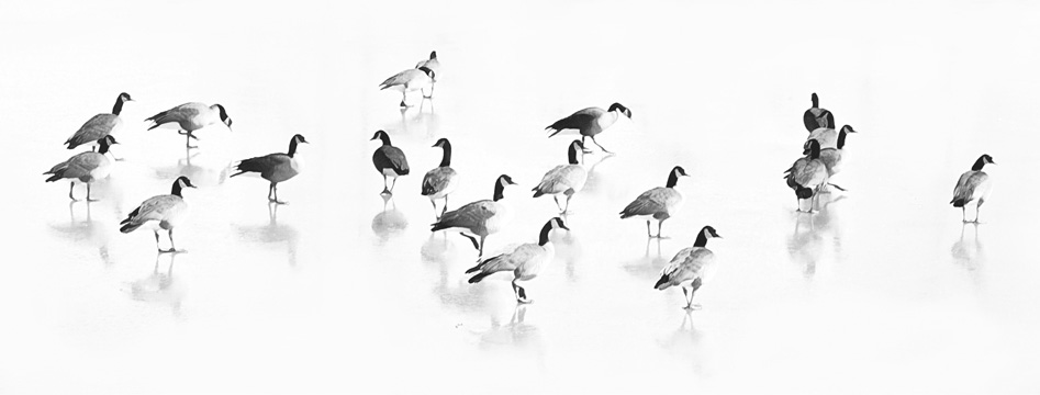 Flock of Canada Geese <br/> LuAnne Tyrrell