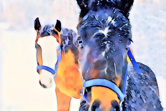 Snow Horses <br/> Lu Anne Tyrrell