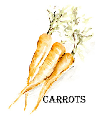 Veggie Sketch V-Carrots <br/> Marcy Chapman