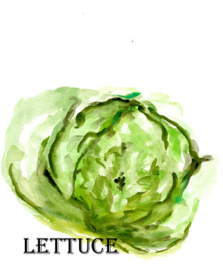 Veggie Sketch IX-Lettuce <br/> Marcy Chapman