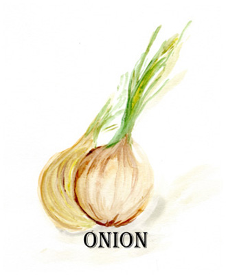 Veggie Sketch X-Onion <br/> Marcy Chapman