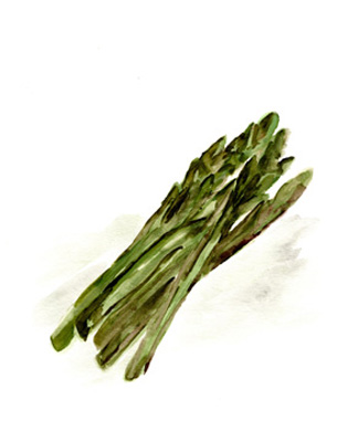 Veggie Sketch plain I-Asparagus <br/> Marcy Chapman