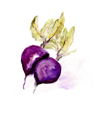 Veggie Sketch plain III-Beets <br/> Marcy Chapman