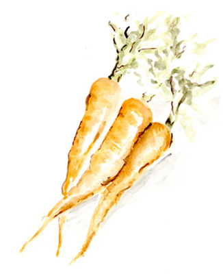 Veggie Sketch plain V-Carrots <br/> Marcy Chapman
