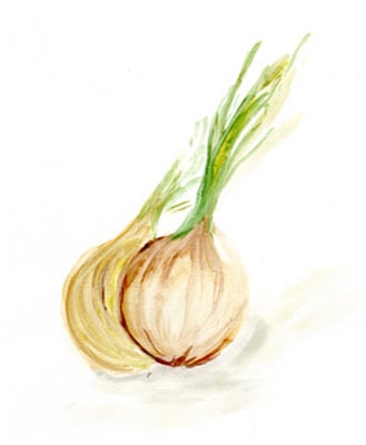 Veggie Sketch plain X-Onion <br/> Marcy Chapman