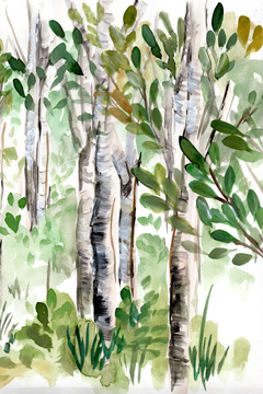 Birch Forest II <br/> Marcy Chapman