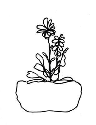 Hand Sketch Flowerpot II <br/> Marcy Chapman