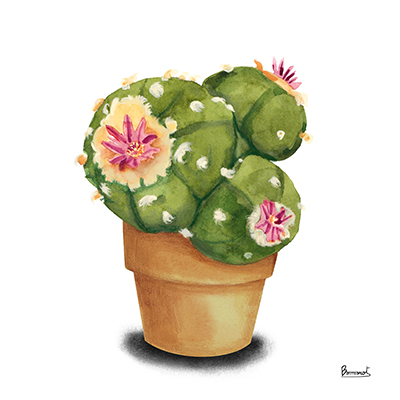 Cactus Flowers VII <br/> Bannarot