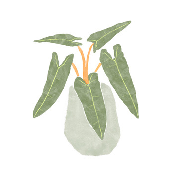 Philodendron Billietiae II<br/>Bannarot