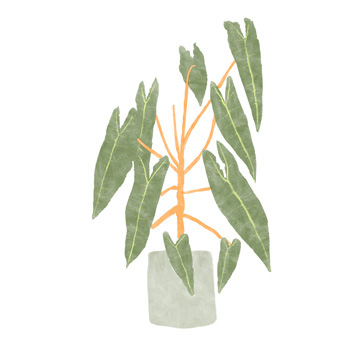 Philodendron Billietiae III <br/> Bannarot