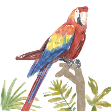 Tropical Parrot <br/> Bannarot