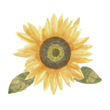 Single Sunflower II <br/> Bannarot