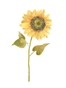 Single Sunflower portrait I <br/> Bannarot