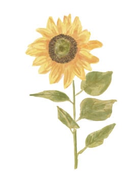 Single Sunflower portrait II <br/> Bannarot