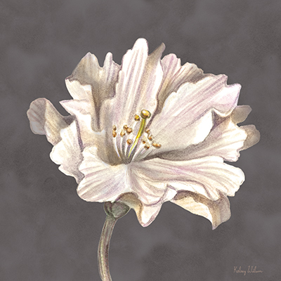 Cream Willow Blossom II <br/> Kelsey Wilson
