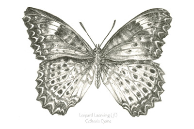 Butterfly Sketch landscape I<br/>Kelsey Wilson