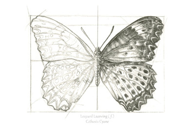 Butterfly Sketch landscape II<br/>Kelsey Wilson