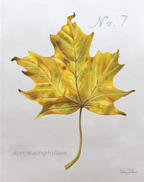 Autumn Leaves on Gray II-Maple 2<br/>Kelsey Wilson