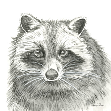 Watercolor Pencil Forest VI-Raccoon <br/> Kelsey Wilson