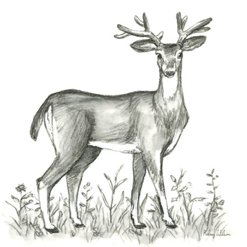 Watercolor Pencil Forest XI-Deer 2 <br/> Kelsey Wilson