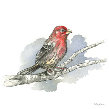 Birds & Branches IV-House Finch <br/> Kelsey Wilson